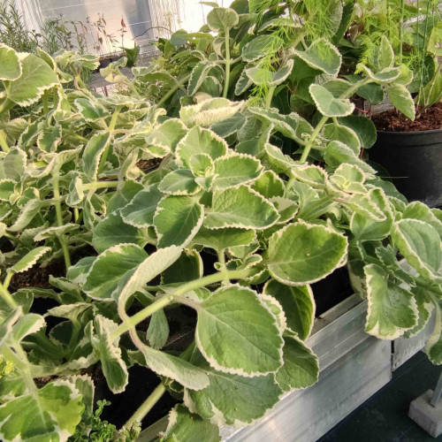 Nádchovník , rýmovník  PANAŠOVANÝ, STRAKATÝ-  (Plectranthus amboinicus “Variegata”L.) /rastlinka v kvetináčiku