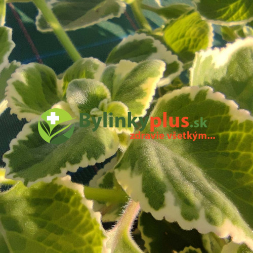 Nádchovník , rýmovník  PANAŠOVANÝ, STRAKATÝ-  (Plectranthus amboinicus “Variegata”L.) /rastlinka v kvetináčiku