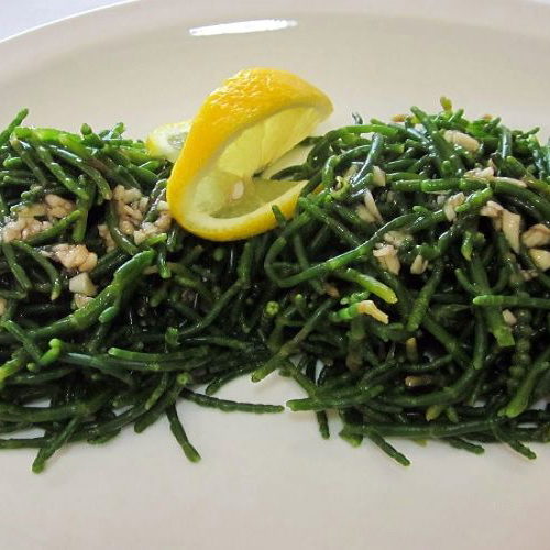 Slaná bylinka, Morská špargľa, Slanorožec európsky (Salicornia Europaea, Arthrocnemum glaucum L.)  / živá bylinka, rastlinka v kvetináči