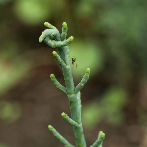 Slaná bylinka, Morská špargľa, Slanorožec európsky (Salicornia Europaea, Arthrocnemum glaucum L.)  / živá bylinka, rastlinka v kvetináči
