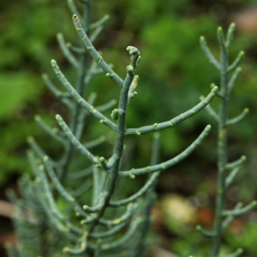 Slaná bylinka, Morská špargľa, Slanorožec európsky (Salicornia Europaea, Arthrocnemum glaucum L.)  / živá bylinka, rastlinka v kvetináči