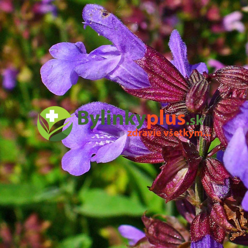 Šalvia lekárska-(Salvia officinalis L.)