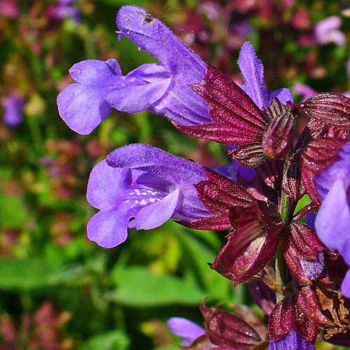 Šalvia lekárska-(Salvia officinalis L.)