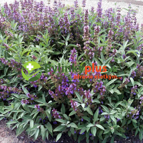 Šalvia lekárska-(Salvia officinalis L.)