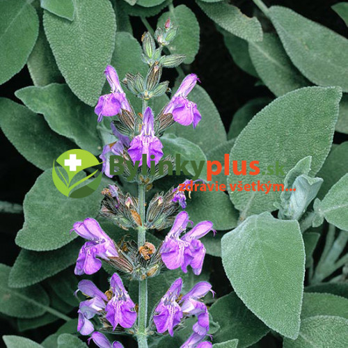 Šalvia lekárska-(Salvia officinalis L.)