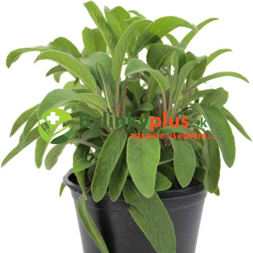 Šalvia lekárska-(Salvia officinalis L.)