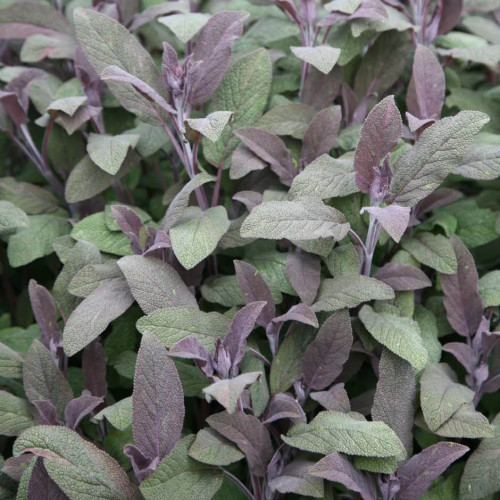 Šalvia lekárska – fialová,  „Purpurascens" - Salvia officinalis „Purpurascens" / živá bylinka, rastlinka v kvetináči