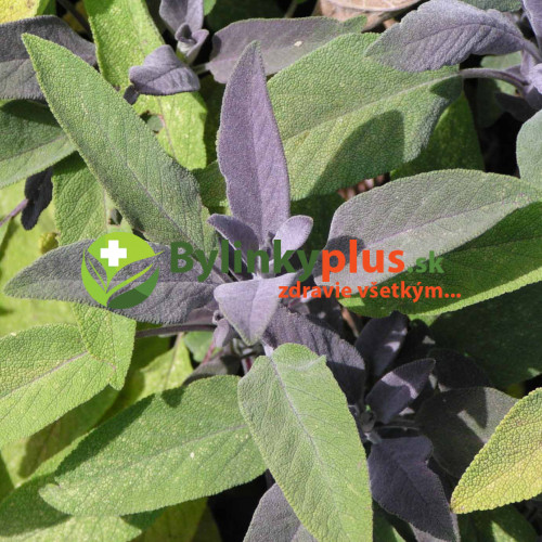 Šalvia lekárska – fialová,  „Purpurascens" - Salvia officinalis „Purpurascens" / živá bylinka, rastlinka v kvetináči