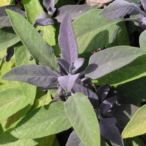 Šalvia lekárska – fialová,  „Purpurascens" - Salvia officinalis „Purpurascens" / živá bylinka, rastlinka v kvetináči
