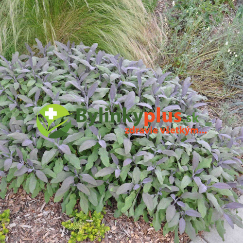 Šalvia lekárska – fialová,  „Purpurascens" - Salvia officinalis „Purpurascens" / živá bylinka, rastlinka v kvetináči
