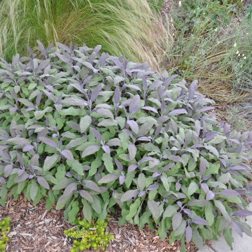 Šalvia lekárska – fialová,  „Purpurascens" - Salvia officinalis „Purpurascens" / živá bylinka, rastlinka v kvetináči