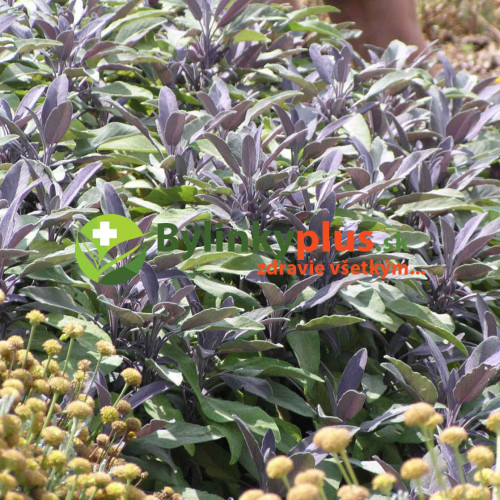 Šalvia lekárska – fialová,  „Purpurascens" - Salvia officinalis „Purpurascens" / živá bylinka, rastlinka v kvetináči