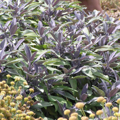 Šalvia lekárska – fialová,  „Purpurascens" - Salvia officinalis „Purpurascens" / živá bylinka, rastlinka v kvetináči