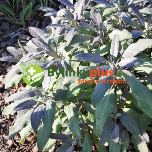 Šalvia lekárska – fialová,  „Purpurascens" - Salvia officinalis „Purpurascens" / živá bylinka, rastlinka v kvetináči