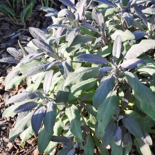 Šalvia lekárska – fialová,  „Purpurascens" - Salvia officinalis „Purpurascens" / živá bylinka, rastlinka v kvetináči