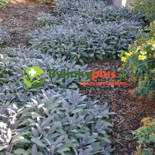 Šalvia lekárska – fialová,  „Purpurascens" - Salvia officinalis „Purpurascens" / živá bylinka, rastlinka v kvetináči