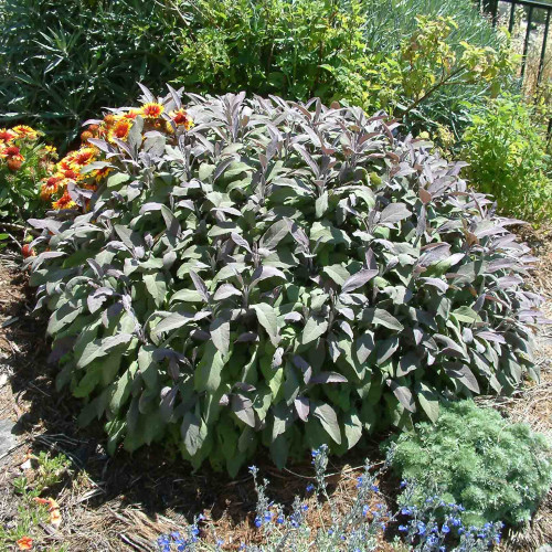 Šalvia lekárska – fialová,  „Purpurascens" - Salvia officinalis „Purpurascens" / živá bylinka, rastlinka v kvetináči
