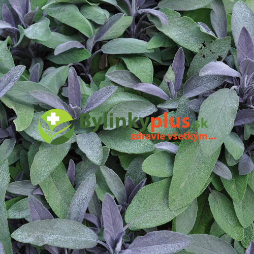 Šalvia lekárska – fialová,  „Purpurascens" - Salvia officinalis „Purpurascens" / živá bylinka, rastlinka v kvetináči