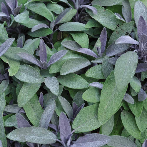 Šalvia lekárska – fialová,  „Purpurascens" - Salvia officinalis „Purpurascens" / živá bylinka, rastlinka v kvetináči