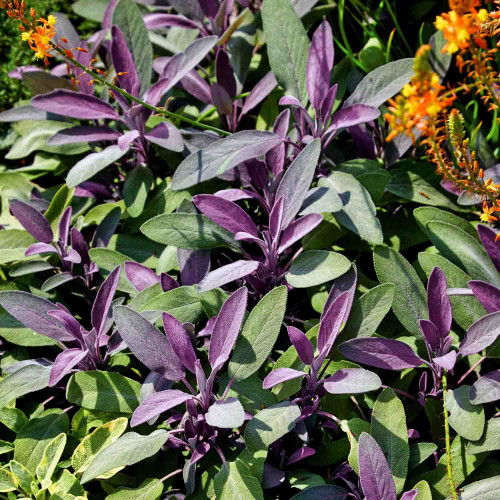 Šalvia lekárska – fialová,  „Purpurascens" - Salvia officinalis „Purpurascens" / živá bylinka, rastlinka v kvetináči