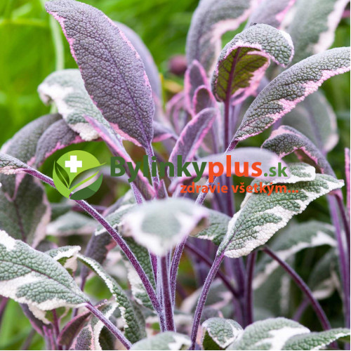 Šalvia lekárska - trojfarebná „Tricolor" - Salvia Officinalis „Tricolor" / živá bylinka, rastlinka v kvetináči