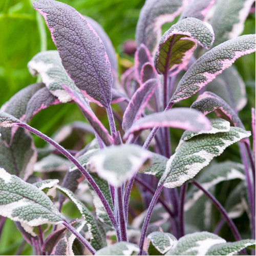 Šalvia lekárska - trojfarebná „Tricolor" - Salvia Officinalis „Tricolor" / živá bylinka, rastlinka v kvetináči