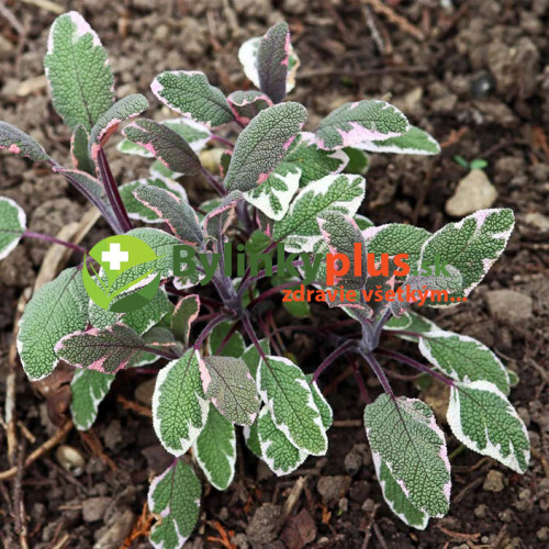 Šalvia lekárska - trojfarebná „Tricolor" - Salvia Officinalis „Tricolor" / živá bylinka, rastlinka v kvetináči