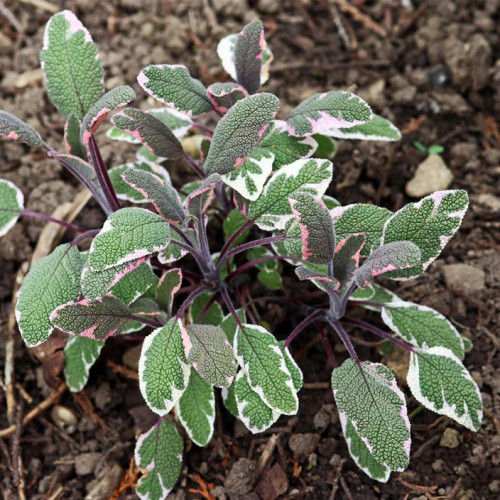 Šalvia lekárska - trojfarebná „Tricolor" - Salvia Officinalis „Tricolor" / živá bylinka, rastlinka v kvetináči