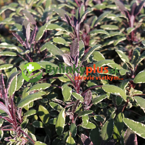 Šalvia lekárska - trojfarebná „Tricolor" - Salvia Officinalis „Tricolor" / živá bylinka, rastlinka v kvetináči