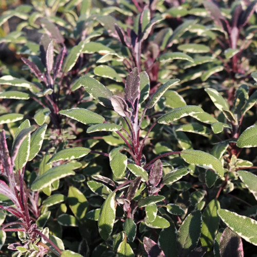 Šalvia lekárska - trojfarebná „Tricolor" - Salvia Officinalis „Tricolor" / živá bylinka, rastlinka v kvetináči