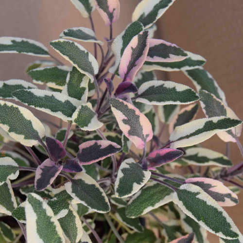 Šalvia lekárska - trojfarebná „Tricolor" - Salvia Officinalis „Tricolor" / živá bylinka, rastlinka v kvetináči