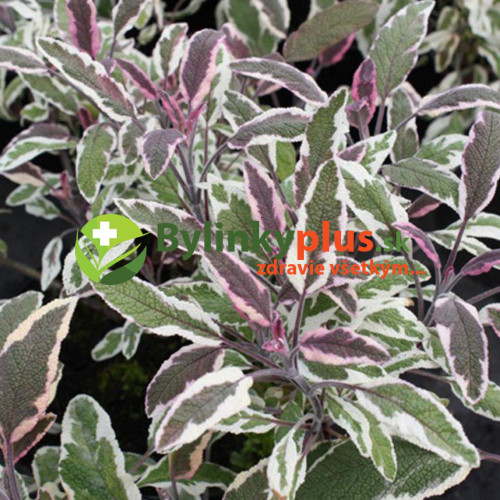 Šalvia lekárska - trojfarebná „Tricolor" - Salvia Officinalis „Tricolor" / živá bylinka, rastlinka v kvetináči