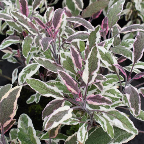 Šalvia lekárska - trojfarebná „Tricolor" - Salvia Officinalis „Tricolor" / živá bylinka, rastlinka v kvetináči