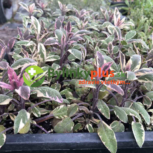 Šalvia lekárska - trojfarebná „Tricolor" - Salvia Officinalis „Tricolor" / živá bylinka, rastlinka v kvetináči