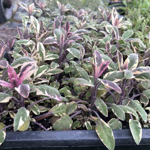 Šalvia lekárska - trojfarebná „Tricolor" - Salvia Officinalis „Tricolor" / živá bylinka, rastlinka v kvetináči