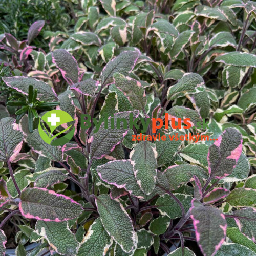 Šalvia lekárska - trojfarebná „Tricolor" - Salvia Officinalis „Tricolor" / živá bylinka, rastlinka v kvetináči