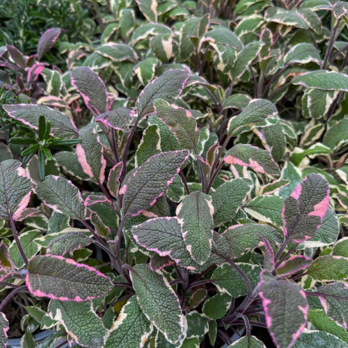 Šalvia lekárska - trojfarebná „Tricolor" - Salvia Officinalis „Tricolor" / živá bylinka, rastlinka v kvetináči