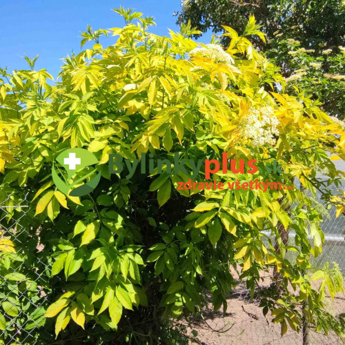 Baza čierna „Aurea“, zlatá, žltá – (Sambucus nigra 'Aurea' L.) / živá rastlinka v kvetináči