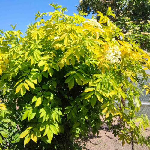 Baza čierna „Aurea“, zlatá, žltá – (Sambucus nigra 'Aurea' L.) / živá rastlinka v kvetináči