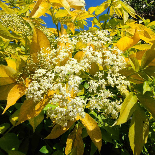 Baza čierna „Aurea“, zlatá, žltá – (Sambucus nigra 'Aurea' L.) / živá bylinka, rastlinka v kvetináči