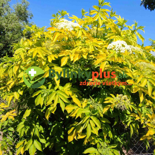 Baza čierna „Aurea“, zlatá, žltá – (Sambucus nigra 'Aurea' L.) / živá rastlinka v kvetináči