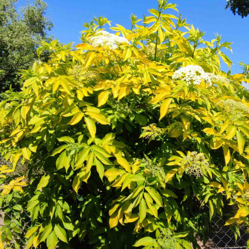Baza čierna „Aurea“, zlatá, žltá – (Sambucus nigra 'Aurea' L.) / živá bylinka, rastlinka v kvetináči