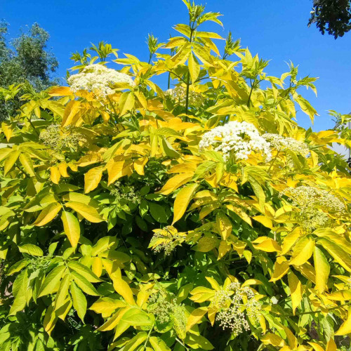 Baza čierna „Aurea“, zlatá, žltá – (Sambucus nigra 'Aurea' L.) / živá bylinka, rastlinka v kvetináči