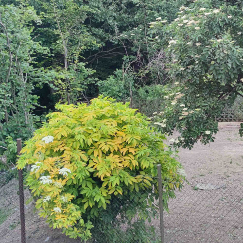 Baza čierna „Aurea“, zlatá, žltá – (Sambucus nigra 'Aurea' L.) / živá rastlinka v kvetináči