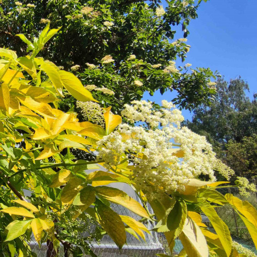 Baza čierna „Aurea“, zlatá, žltá – (Sambucus nigra 'Aurea' L.) / živá bylinka, rastlinka v kvetináči
