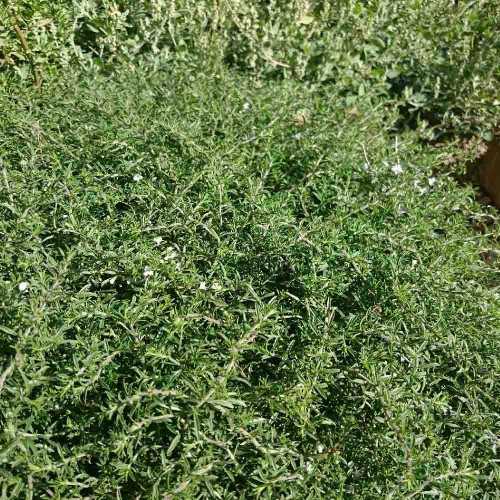 Saturejka horská–(PLAZIVÁ, previsnutá )-( Satureja spicigera L. ) / živá bylinka, rastlinka v kvetináči