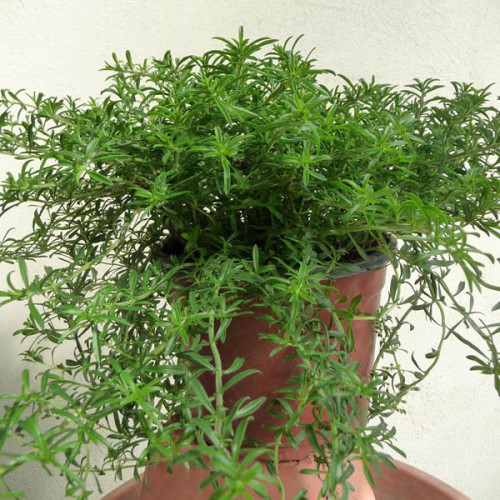 Saturejka horská–(PLAZIVÁ, previsnutá )-( Satureja spicigera L. ) / živá bylinka, rastlinka v kvetináči Saturejka horská–(PLAZIVÁ, previsnutá )-( Satureja spicigera L. ) / živá bylinka, rastlinka v kvetináči