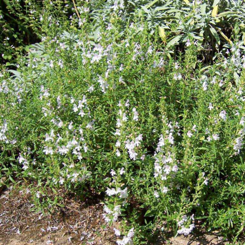 Saturejka horská–(Satureja montana L.)