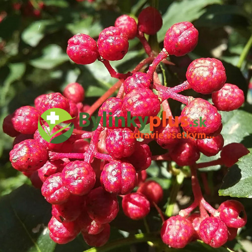 Sečuánske korenie (Zanthoxylum piperitum L.) / živá rastlinka v kvetináči
