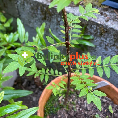 Sečuánske korenie (Zanthoxylum piperitum L.) / živá rastlinka v kvetináči